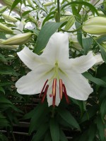 [5265 Casa Blanca TYS No02.JPG]